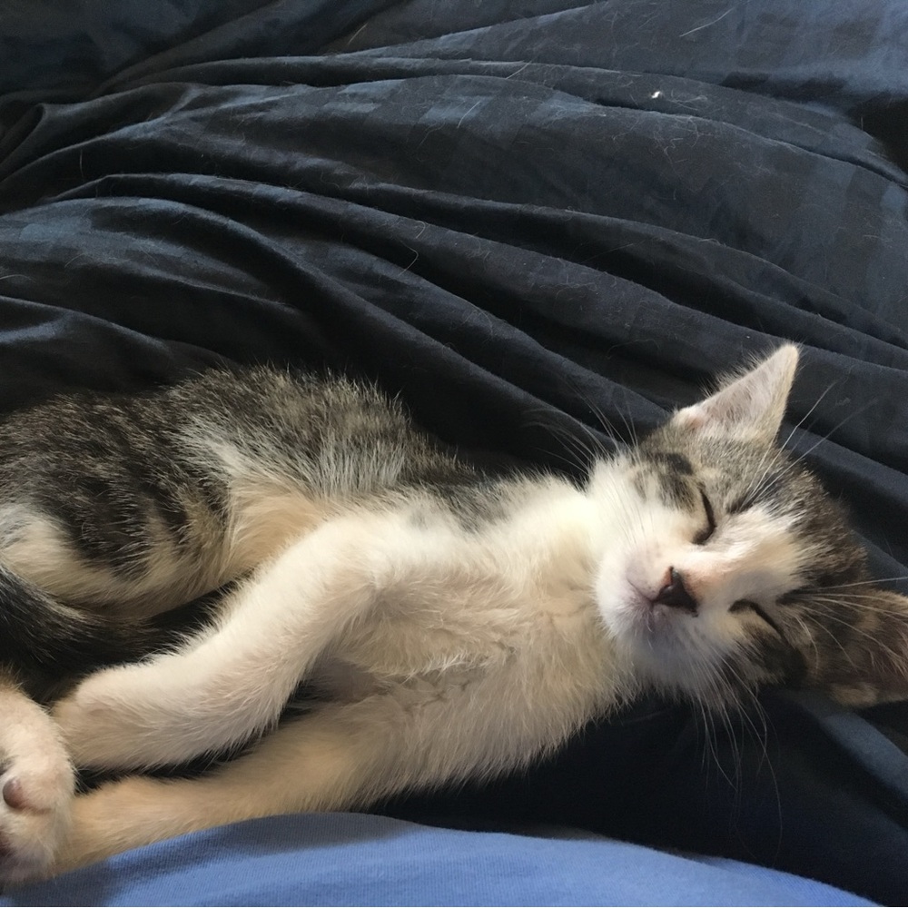 Meet your Posher, Rose